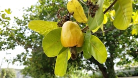 A cashew fruit hanging from a branch with vibrant green leaves surrounding it. The foreground shows the yellow cashew apple with the nut attached underneath, while the background consists of a lush green tree blurred in the distance.