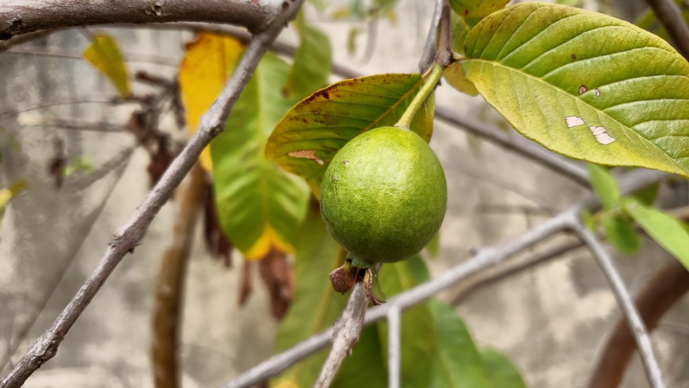 green round fruit on tree branch during daytime