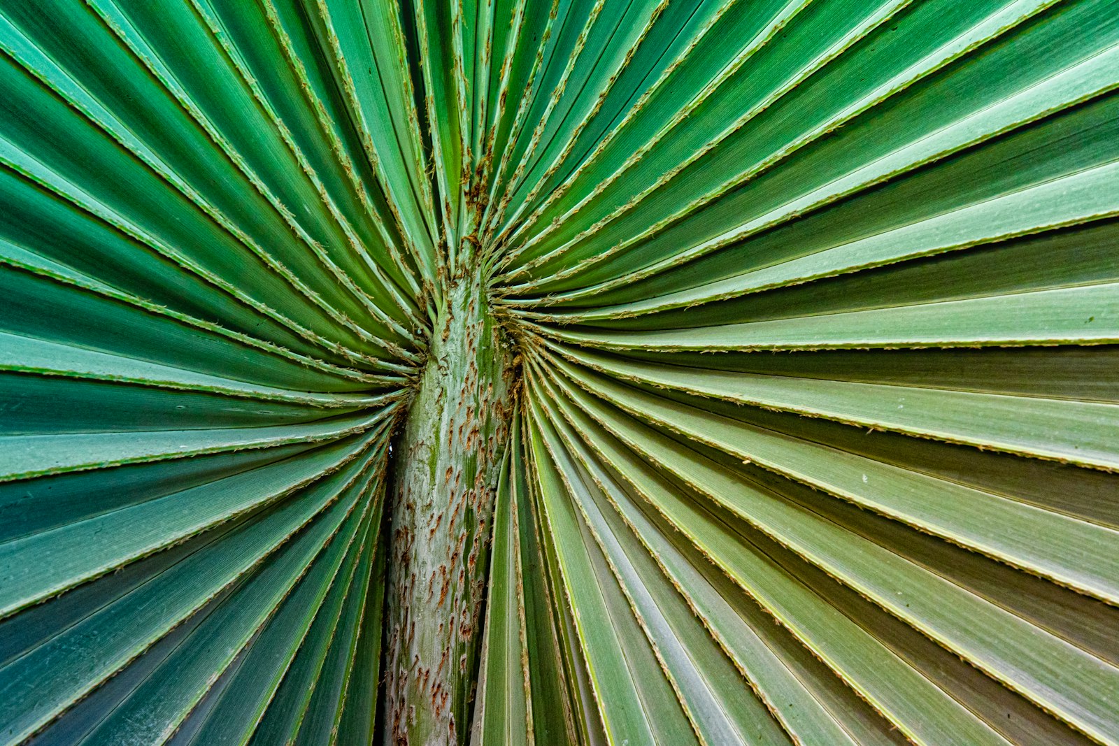 Nikon D500 + Nikon AF-S Nikkor 24-70mm F2.8G ED sample photo. Green and brown tree photography