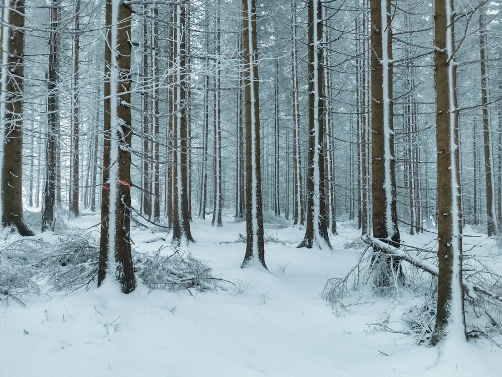 arbres dénudés recouverts de neige pendant la journée