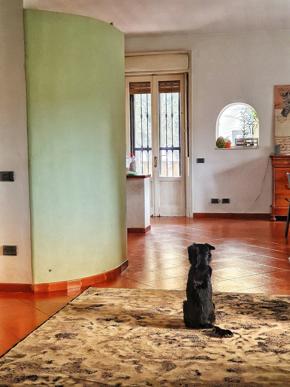 black labrador retriever sitting on floor