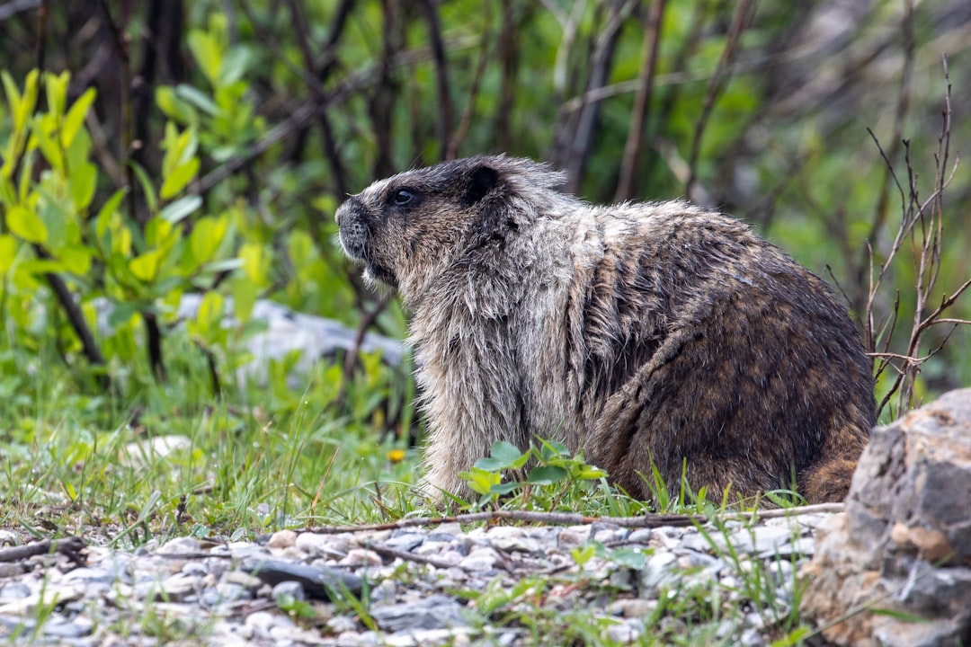 brown rodent on green grass during daytime