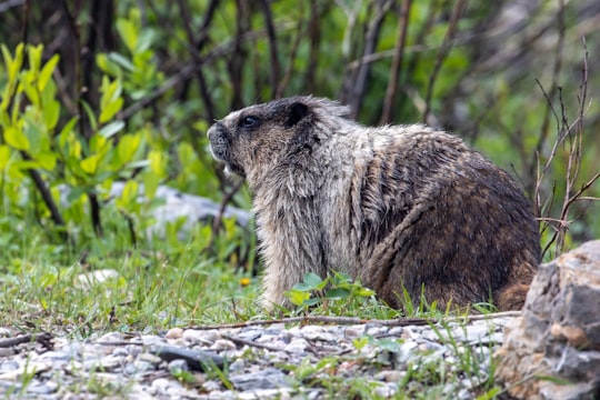 brown rodent on green grass during daytime in Yoho National Park Canada