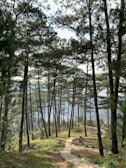 green trees near body of water during daytime