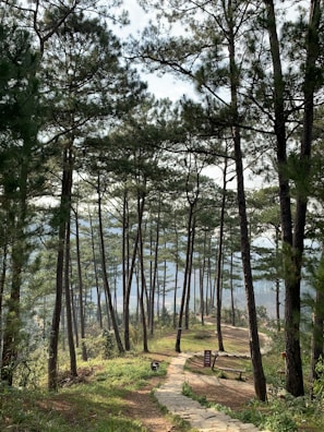 green trees near body of water during daytime
