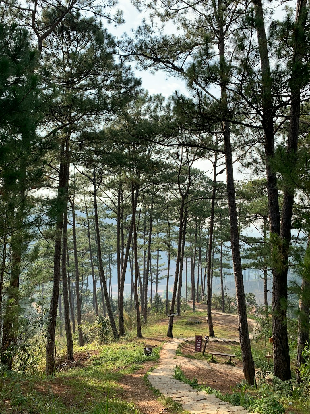 Forest photo spot Da Lat Cam Ranh