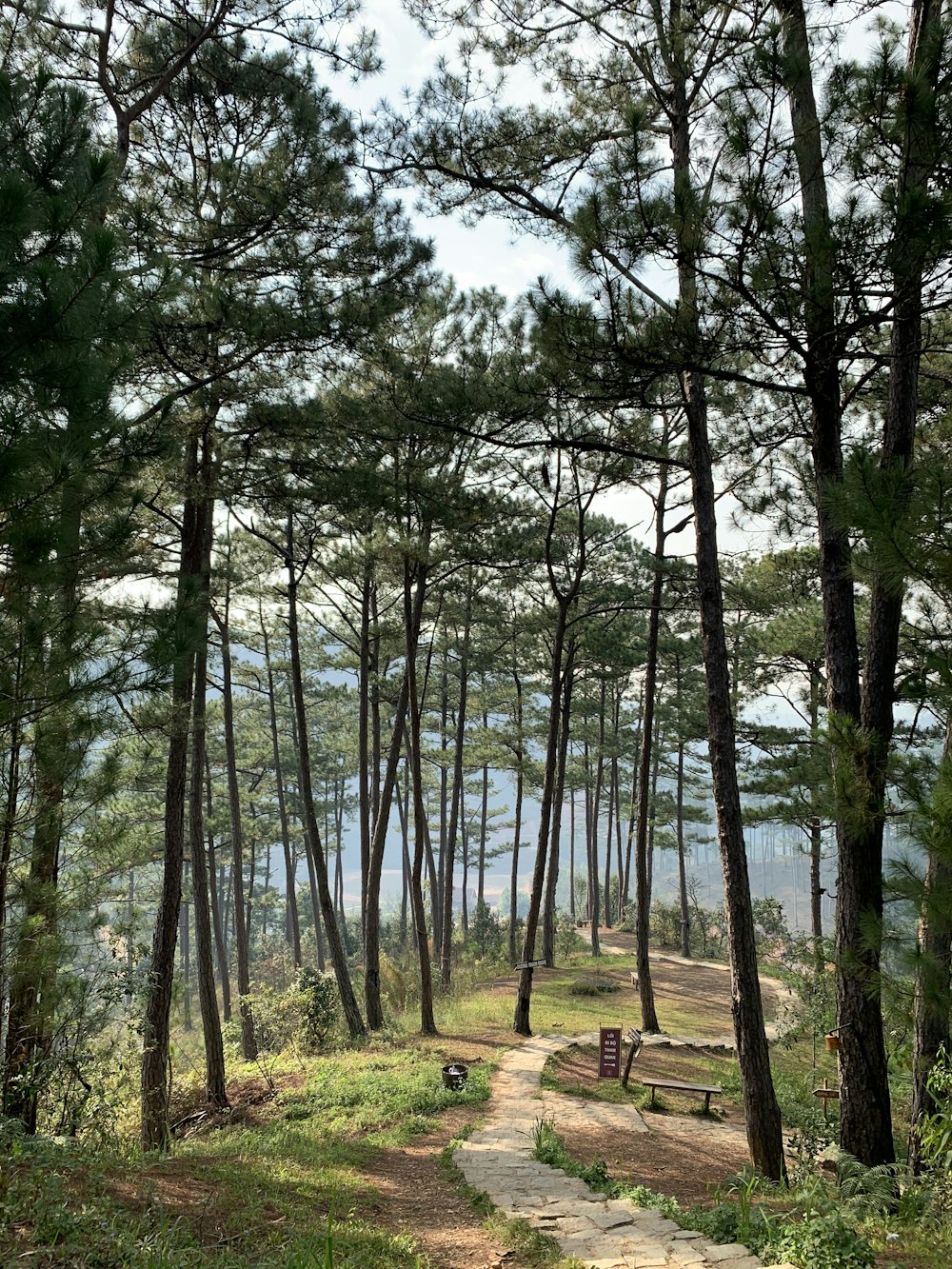 green trees near body of water during daytime