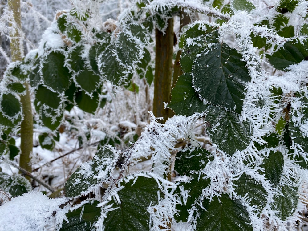 green plant covered with snow