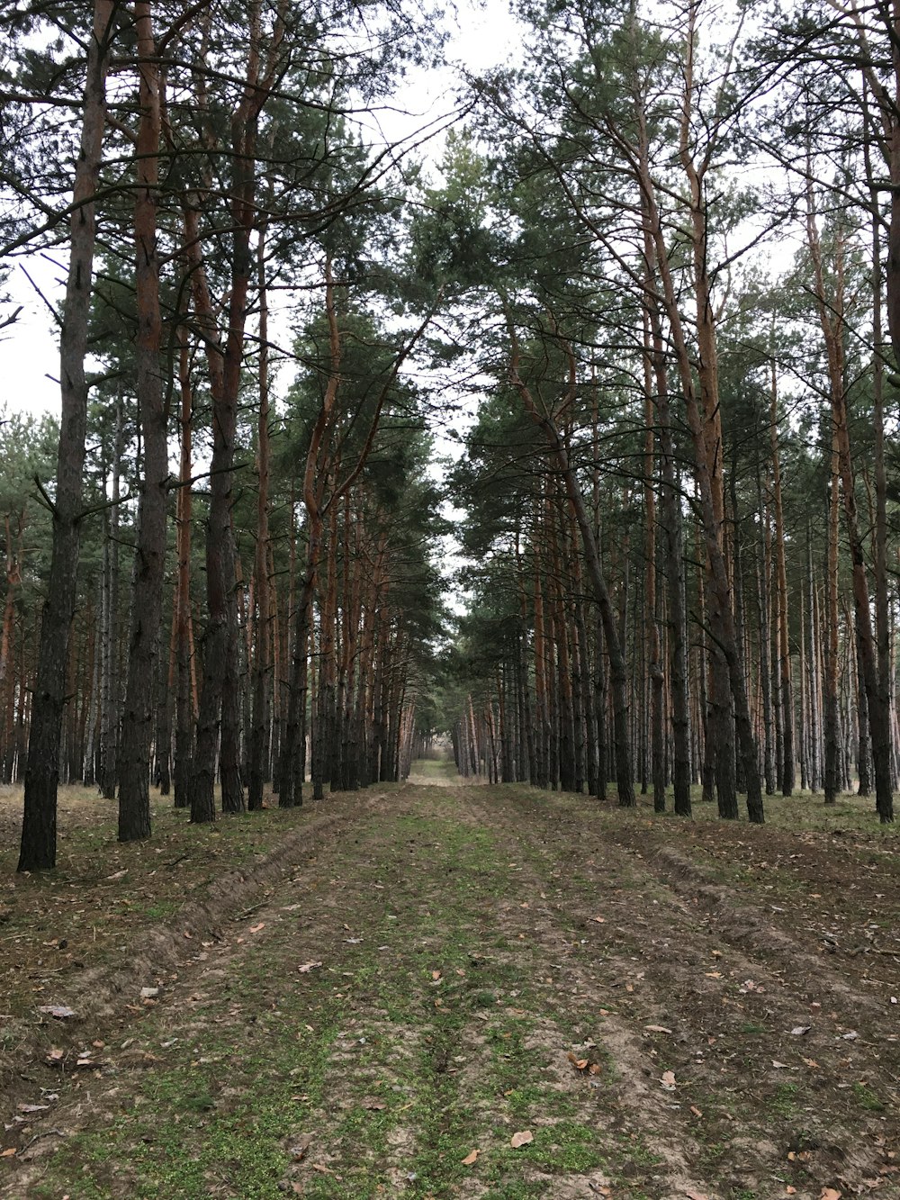 green grass and trees during daytime