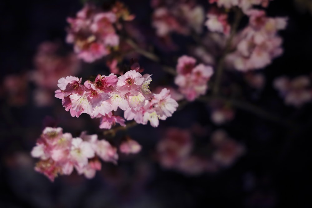 pink and white flower in tilt shift lens