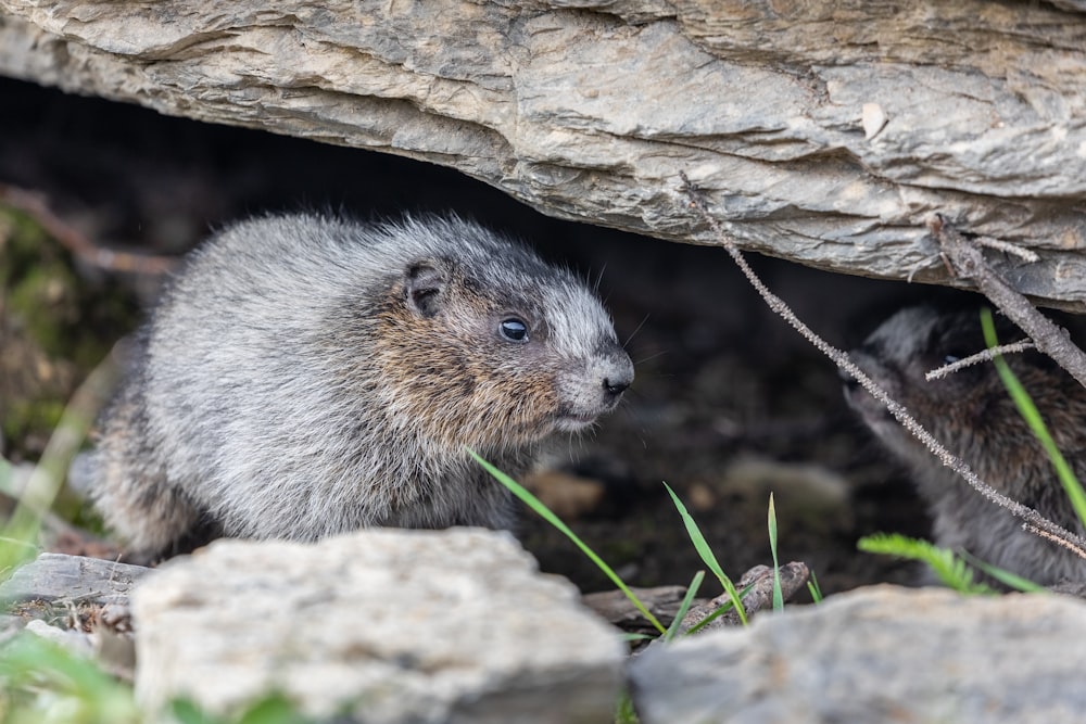 gray rodent on brown rock during daytime