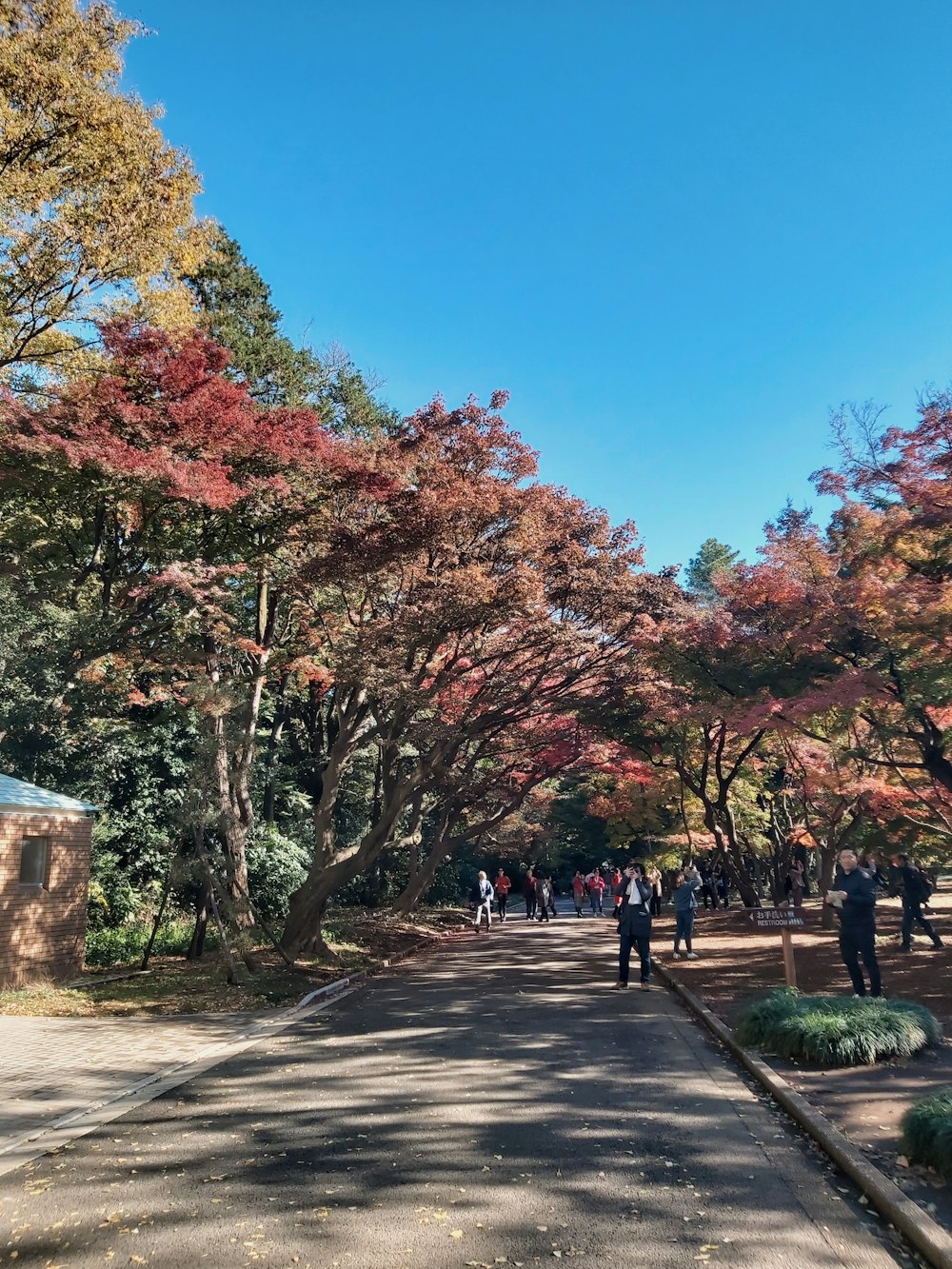 people walking on pathway between trees during daytime