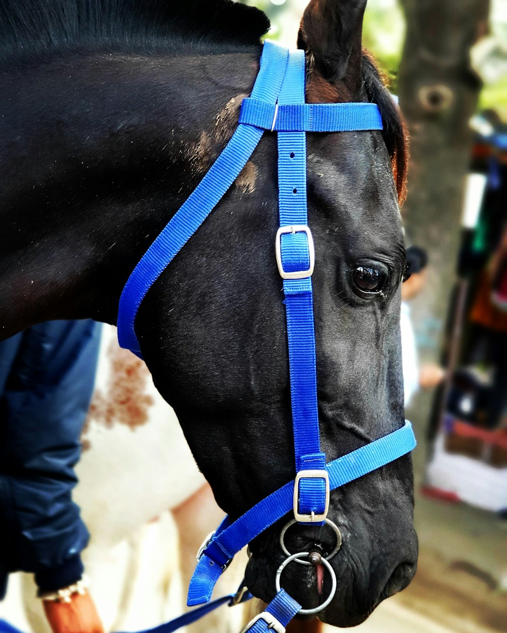 brown horse with blue strap