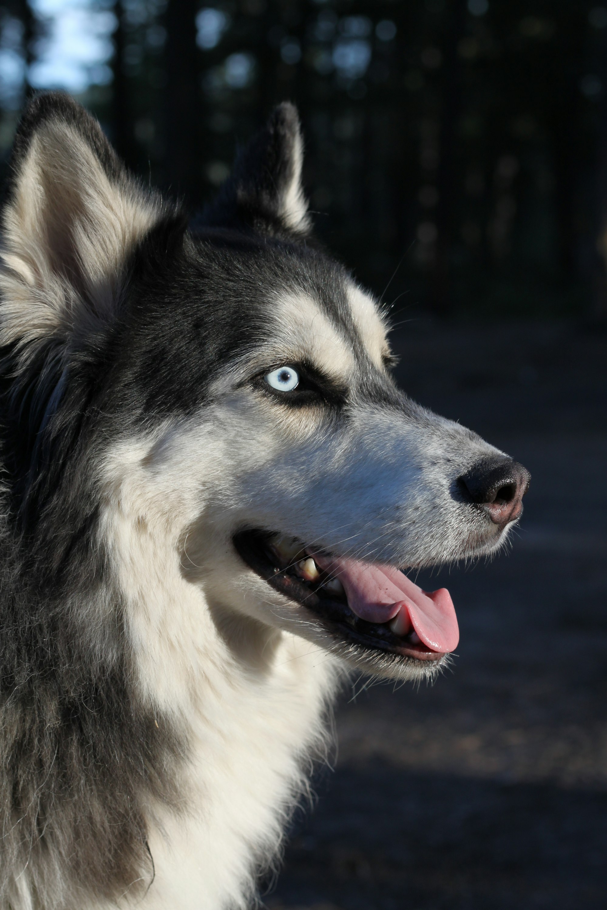 My Husky Is Not Eating: Learn The Reasons and What To Do