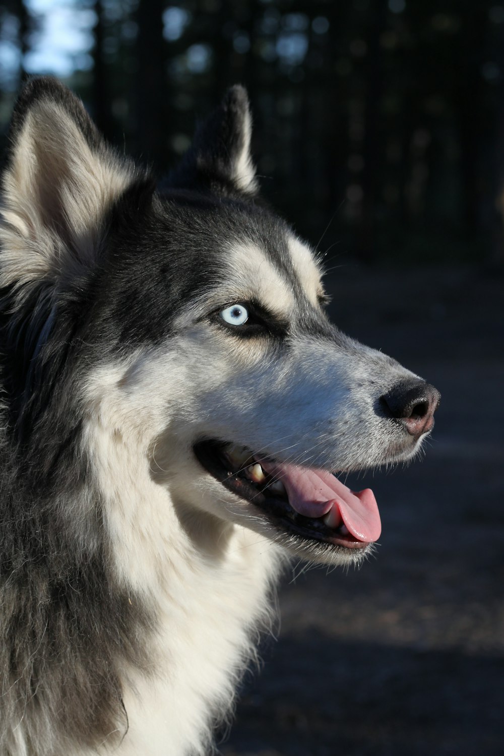 white and black siberian husky