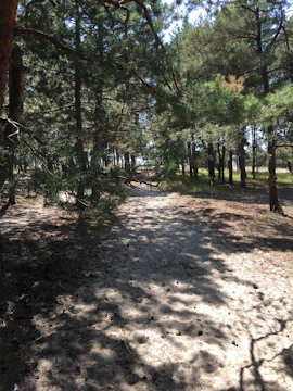 Winding pine forest trail dappled with sunlight and framed by towering trees.