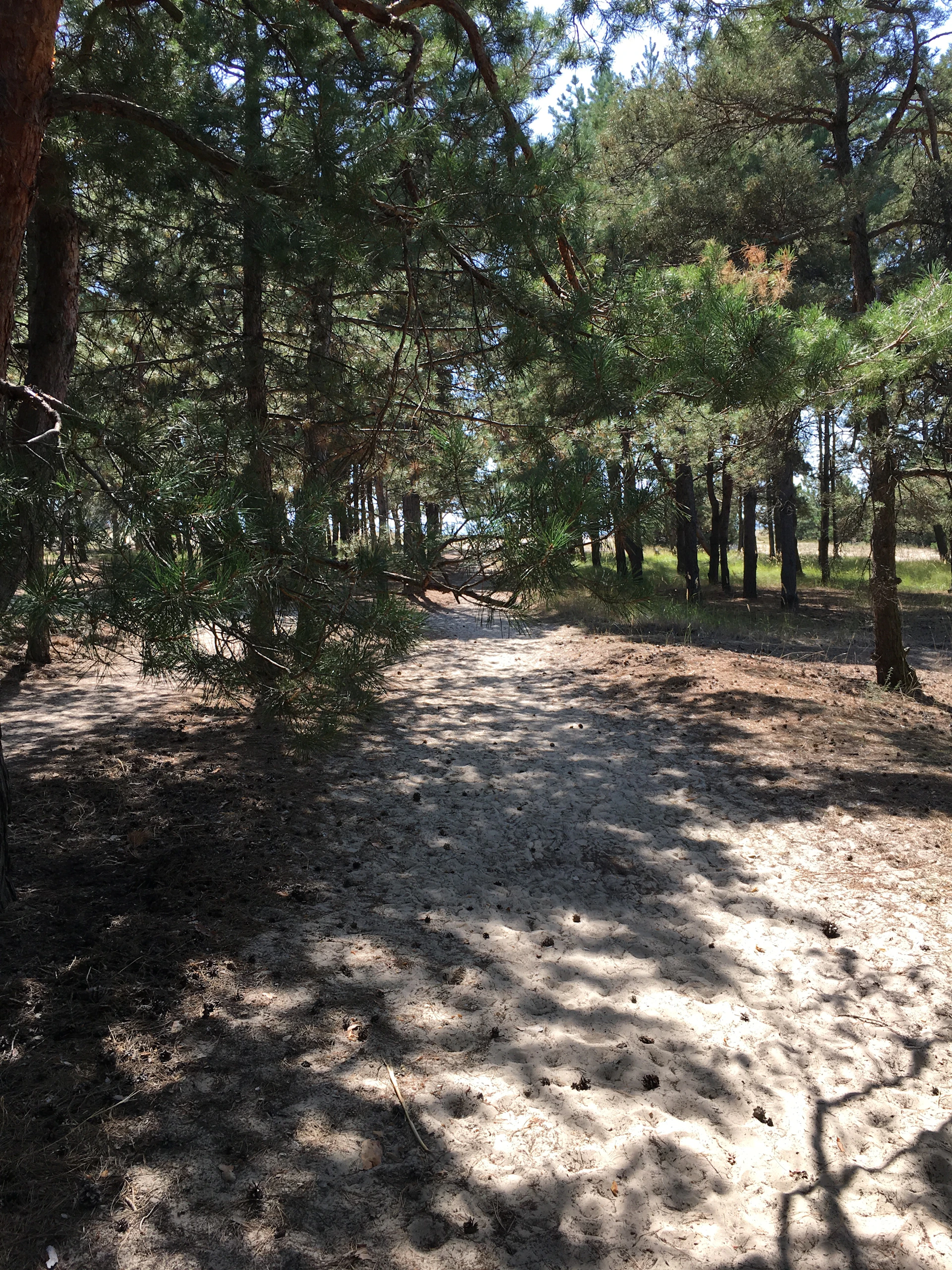 A serene trail winding through the pine forests of the Outer Cape, dappled sunlight filtering through the branches.