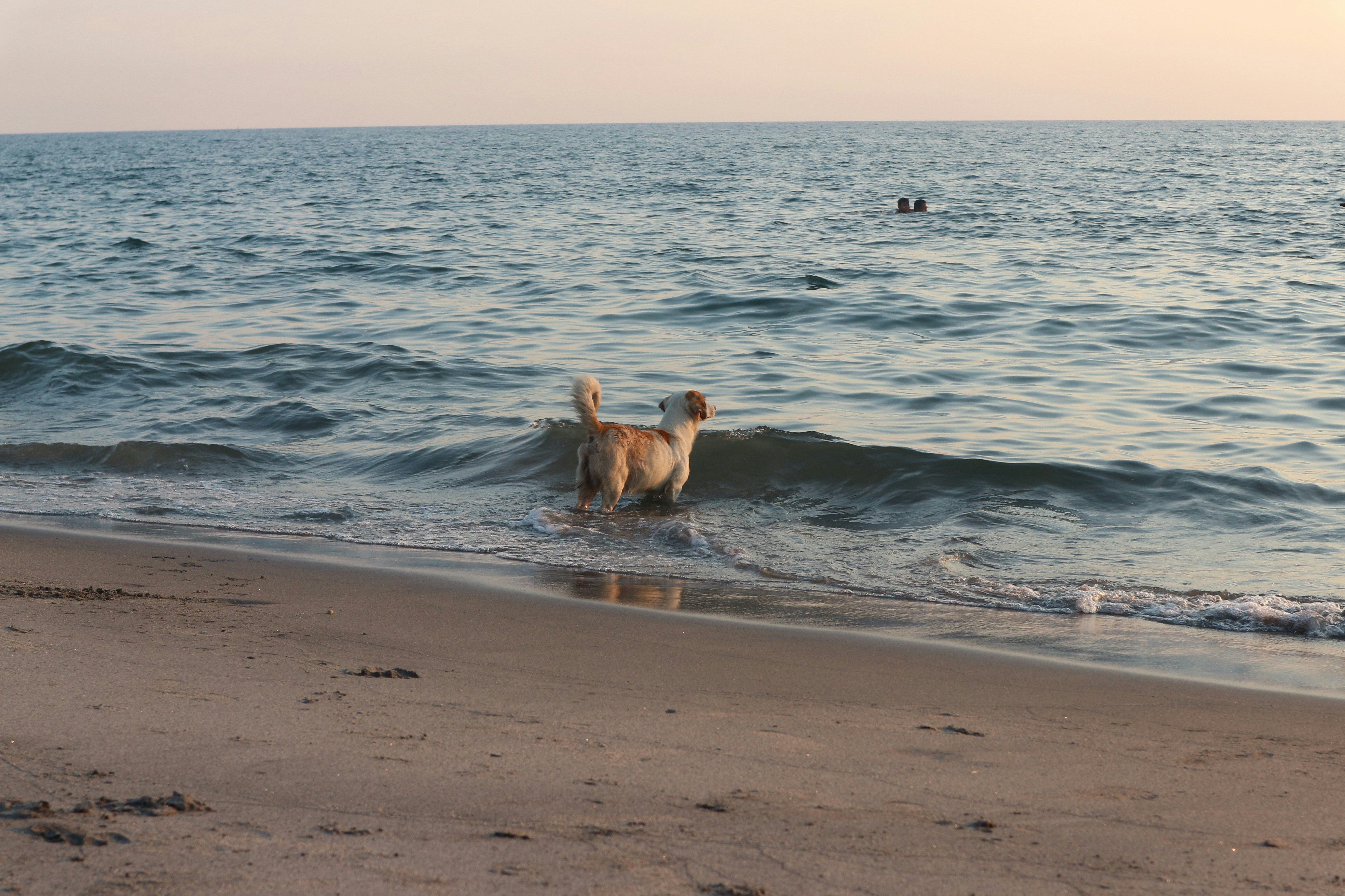 brown short coated dog on beach during daytime, Dog by the beach