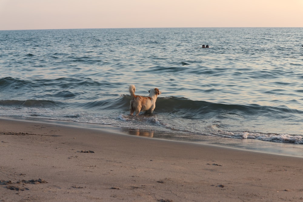 brown short coated dog on beach during daytime