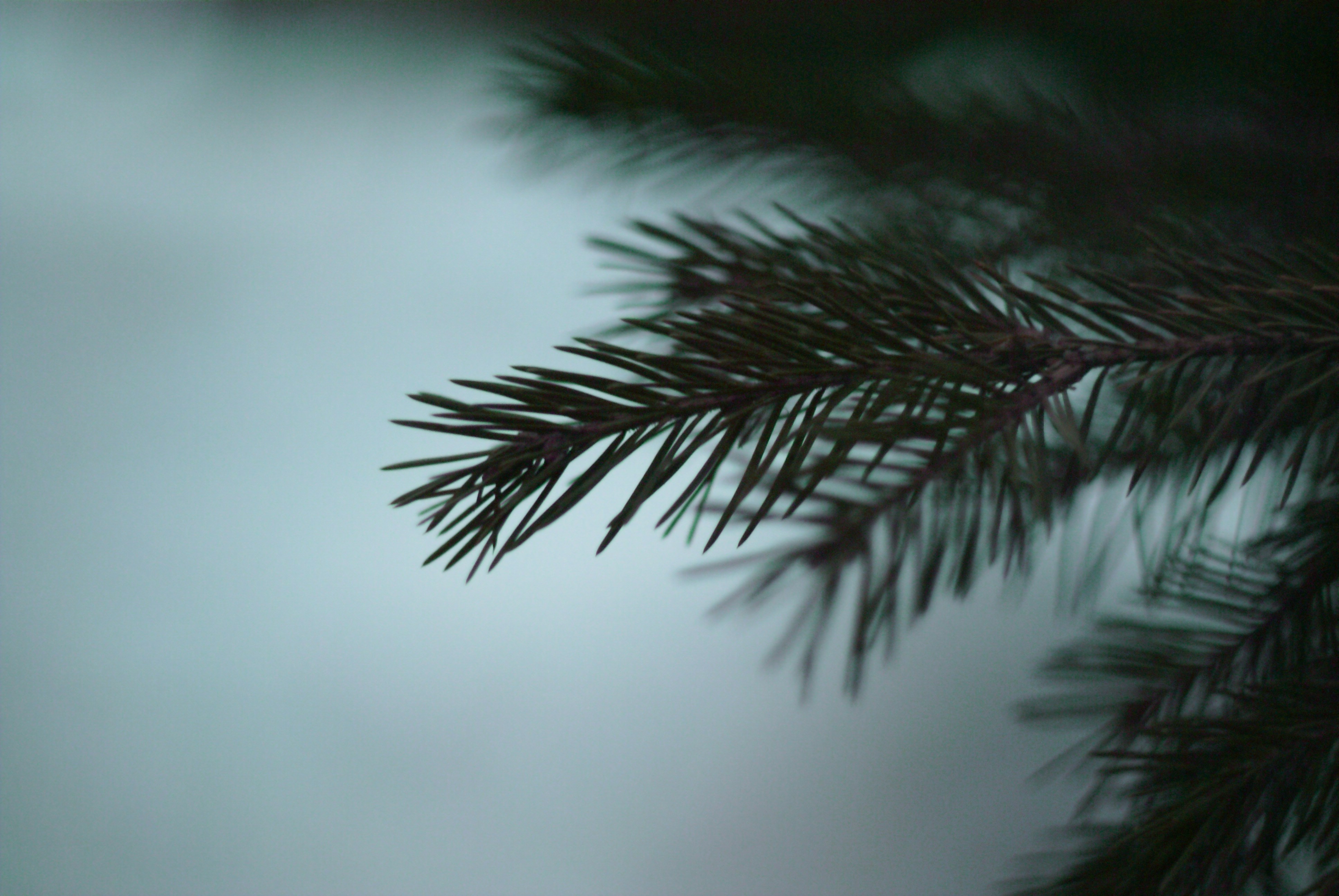 Photo by sincereness