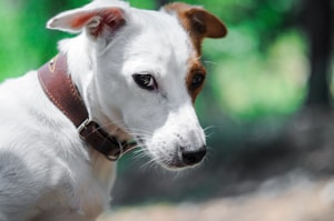 Elegant Leather Martingale