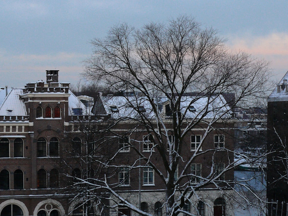 bare trees near brown concrete building during daytime