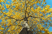 low angle photography of brown tree