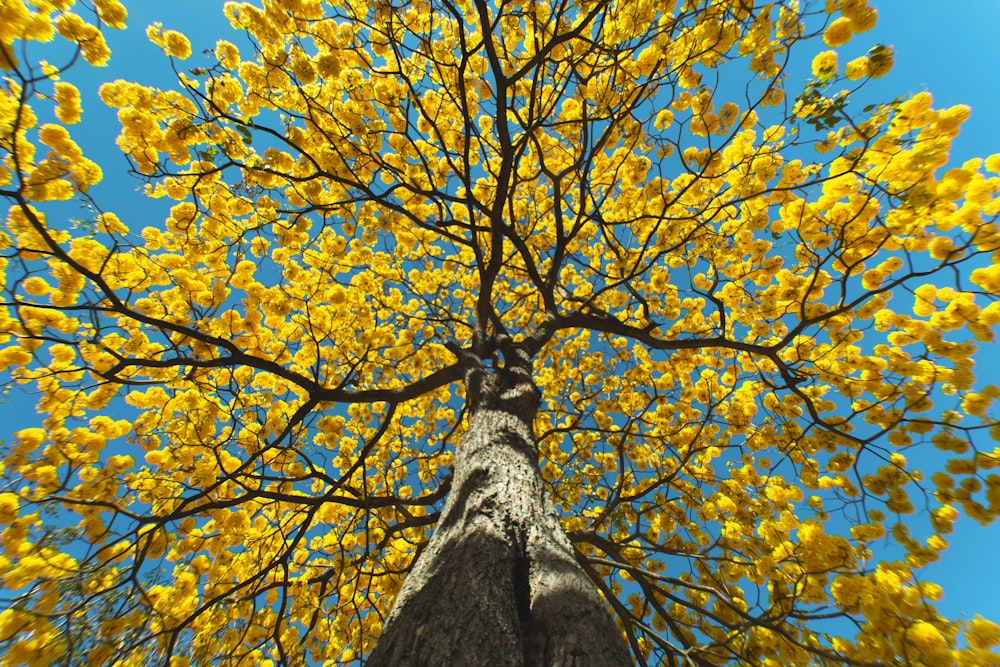 low angle photography of brown tree