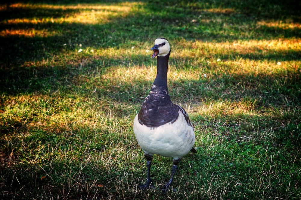 white and black duck on green grass field during daytime