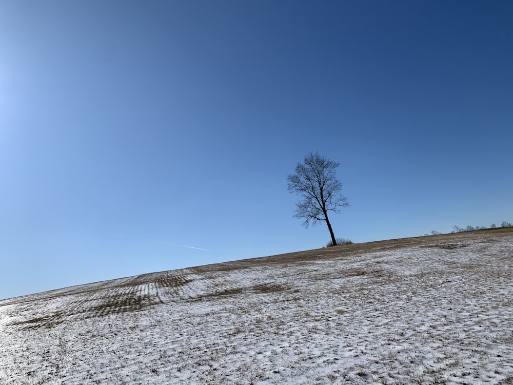 bare tree on white snow covered field under blue sky during daytime