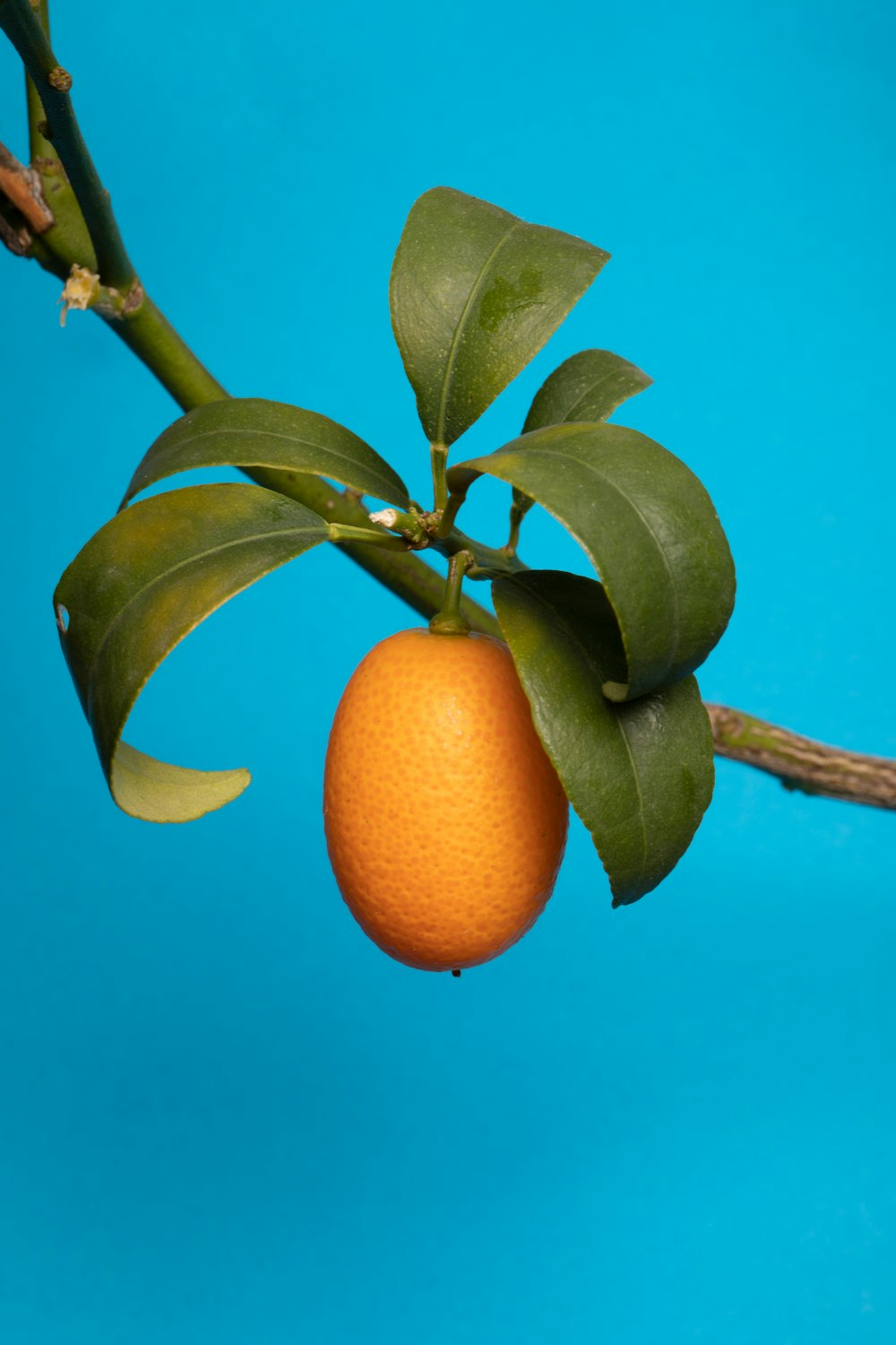 Fruta naranja en la rama del árbol