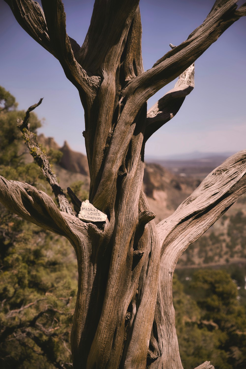 brown tree trunk with brown wood trunk