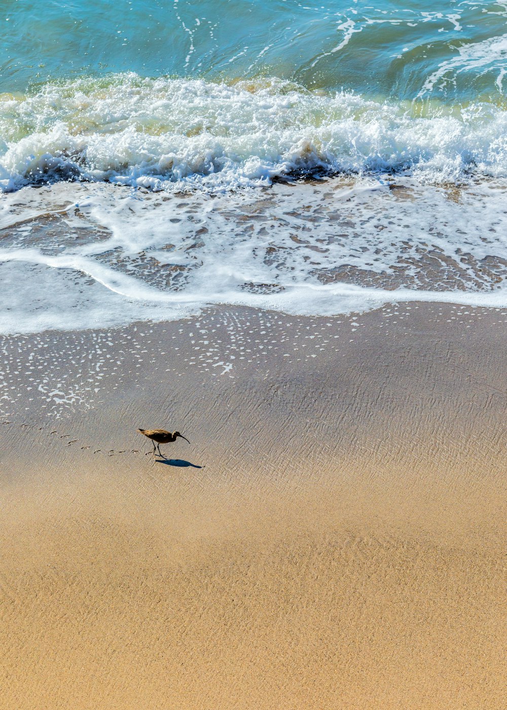 black and white bird on seashore during daytime