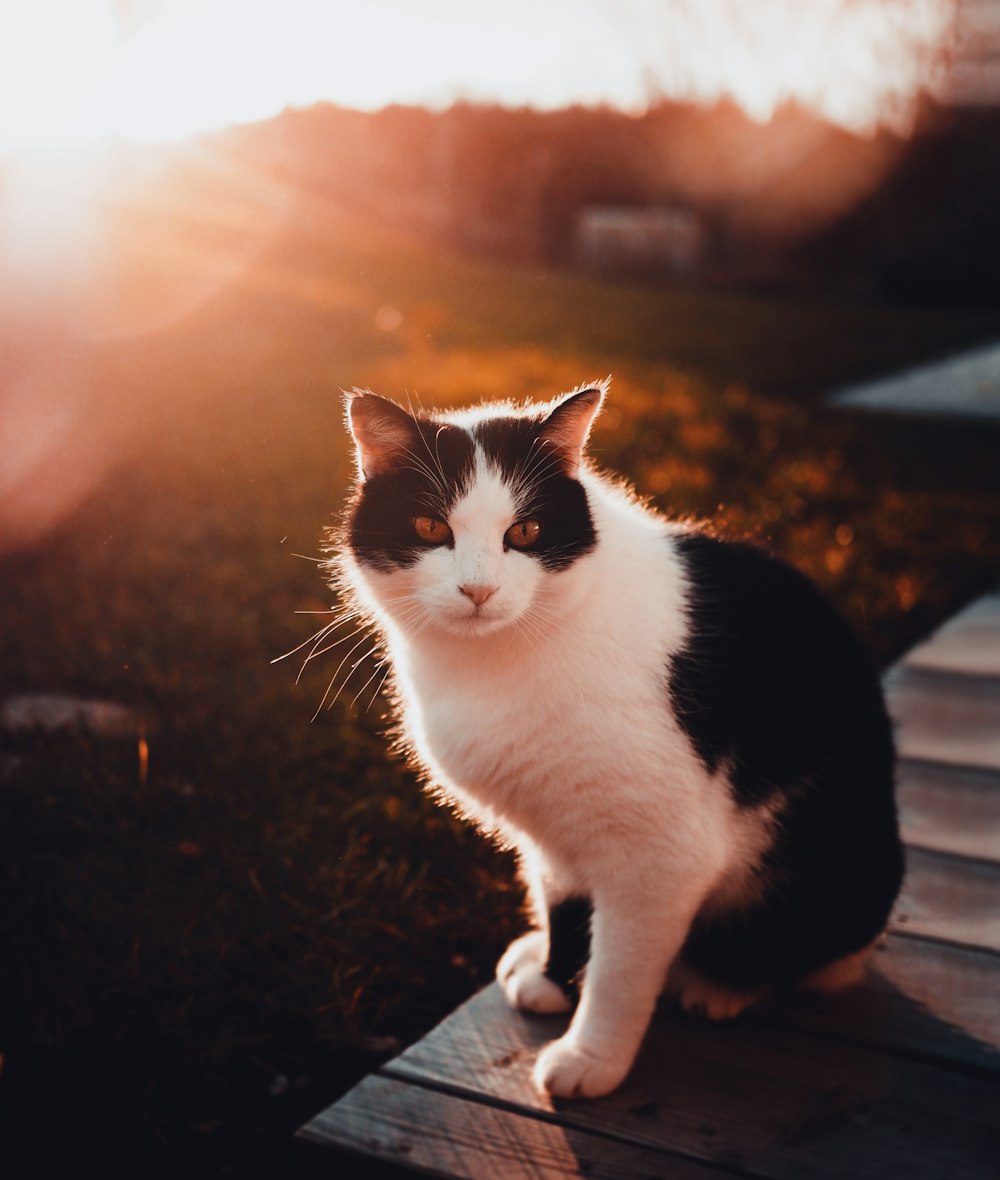 black and white cat on brown wooden table