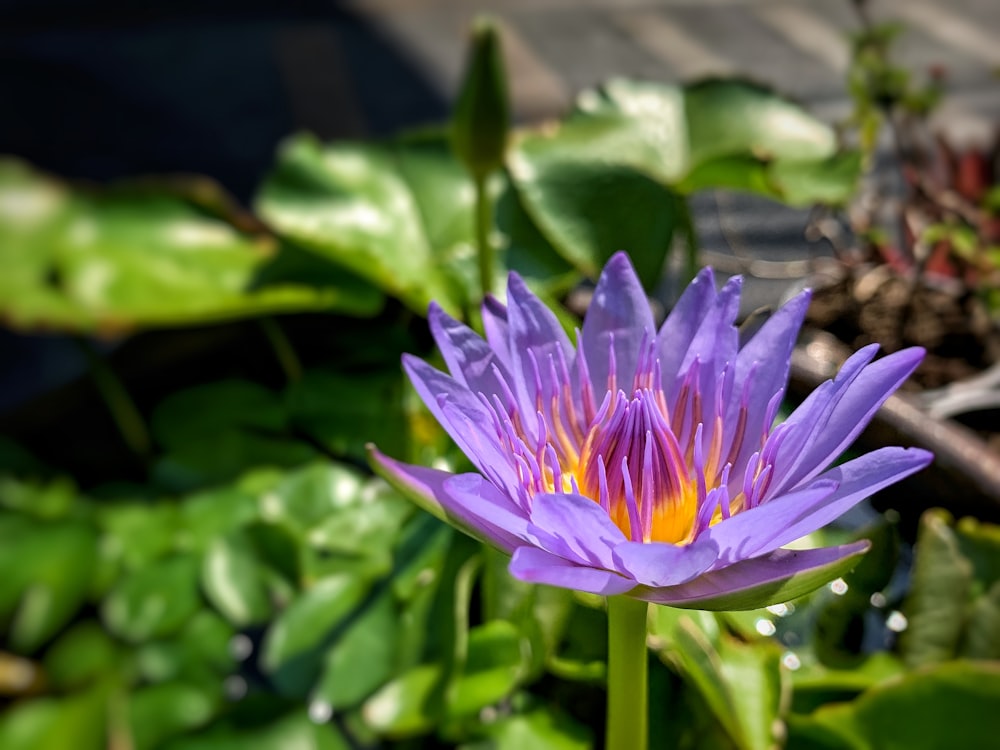 purple lotus flower in bloom during daytime