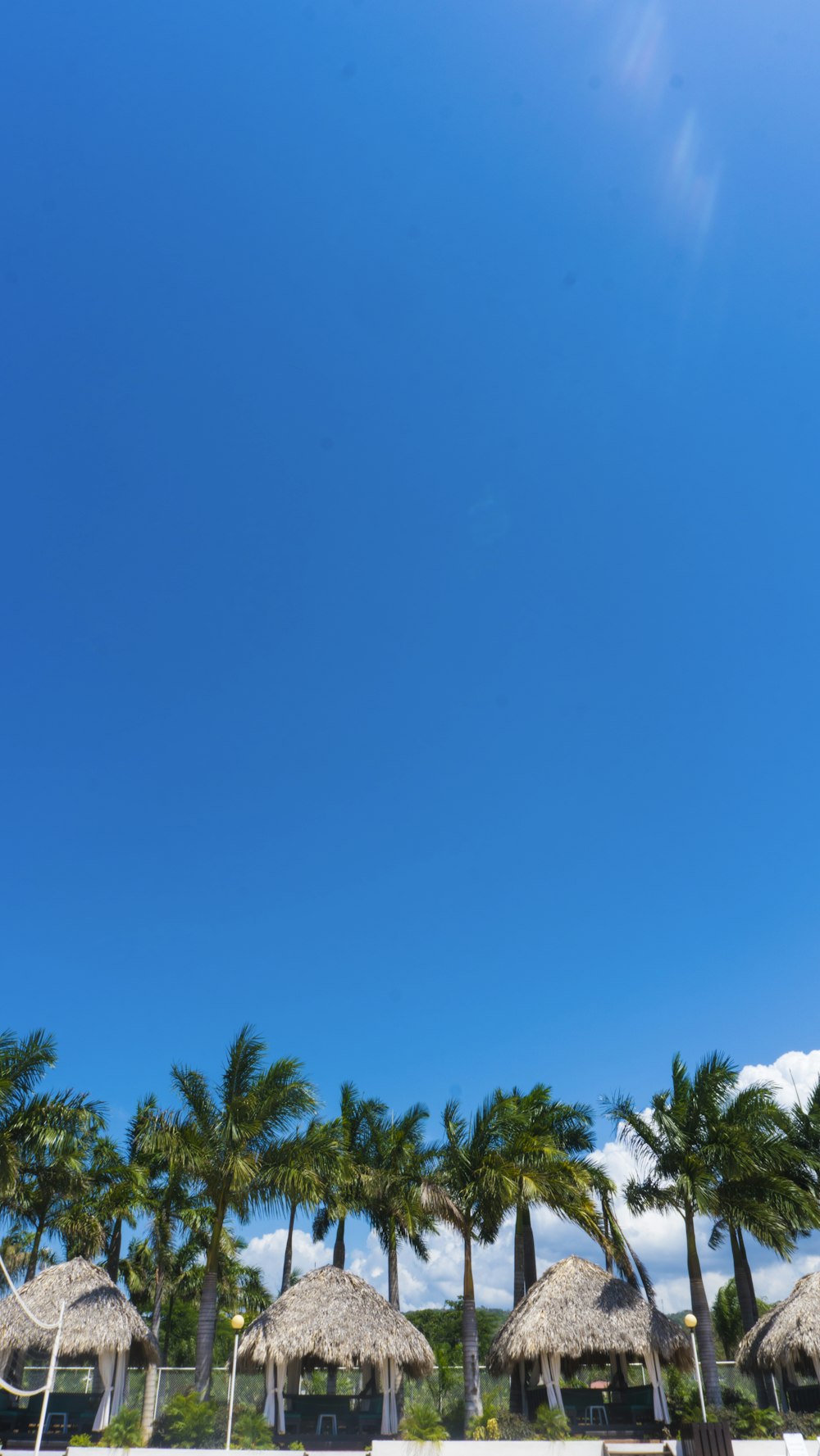 árboles verdes bajo el cielo azul durante el día