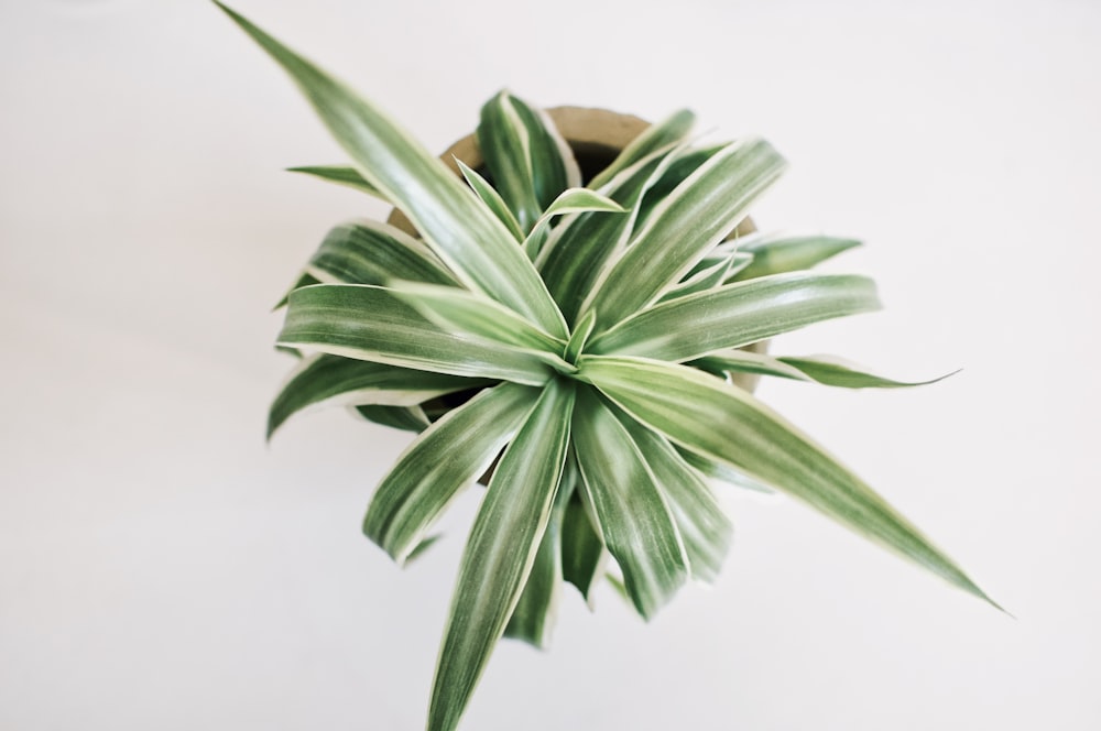 green plant on brown pot