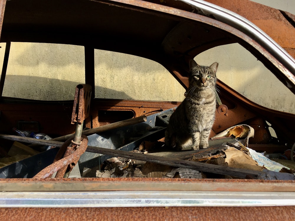 brown tabby cat on car hood during daytime