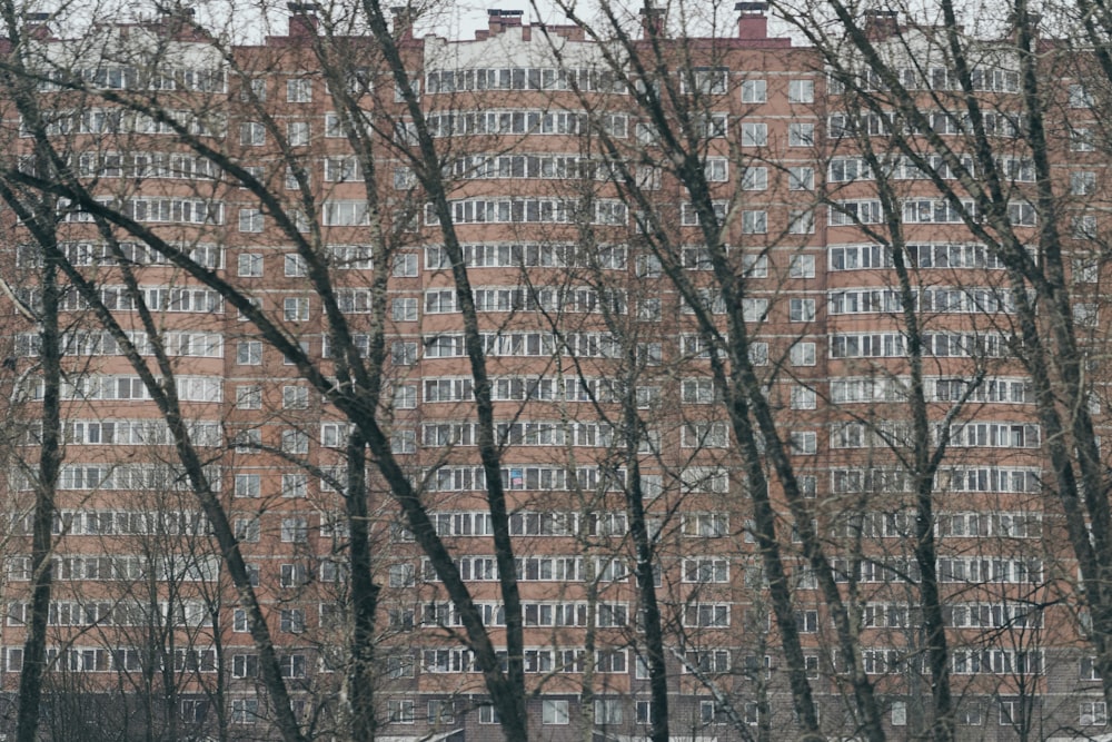 bare trees near brown concrete building during daytime