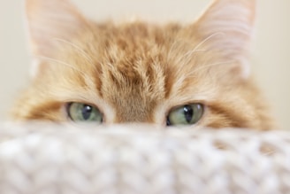 A close-up of a cat’s curious eyes peeking over a plush purrfect haven cushion.