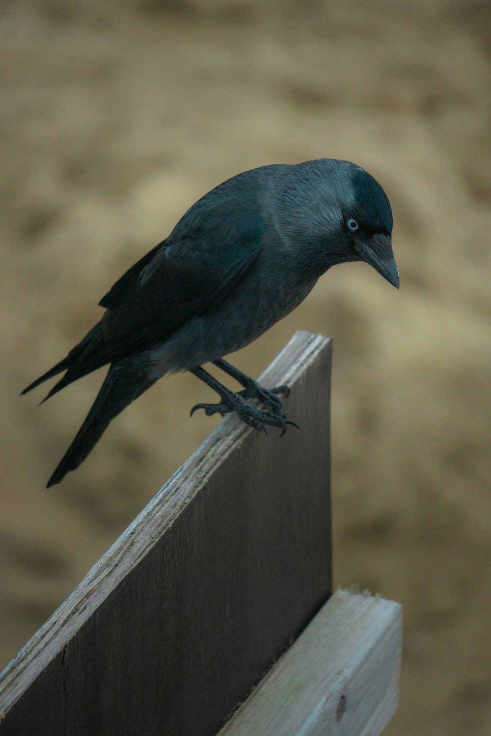 black bird on brown wooden fence during daytime