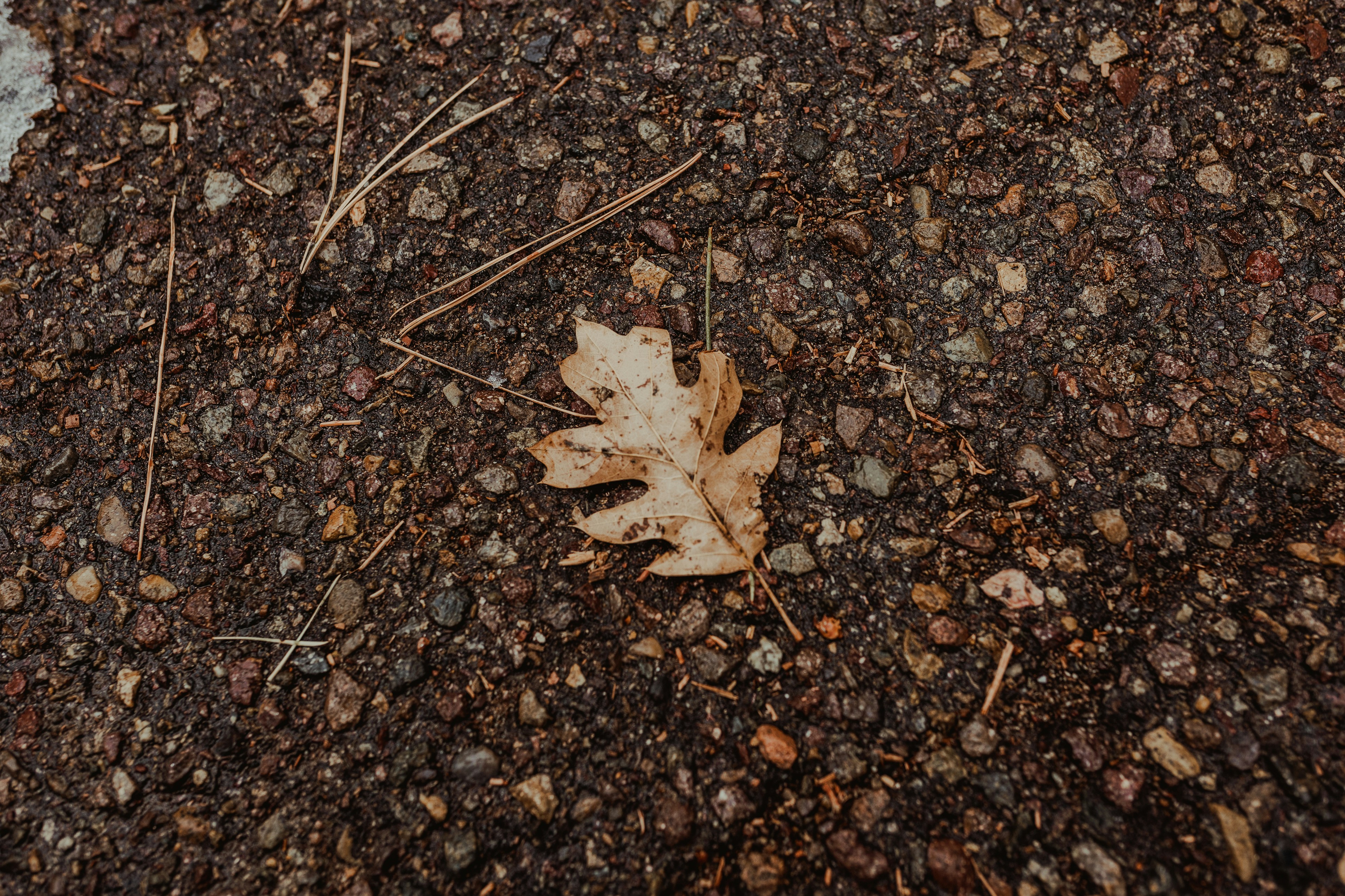 brown maple leaf on brown and black marble surface ground teams background
