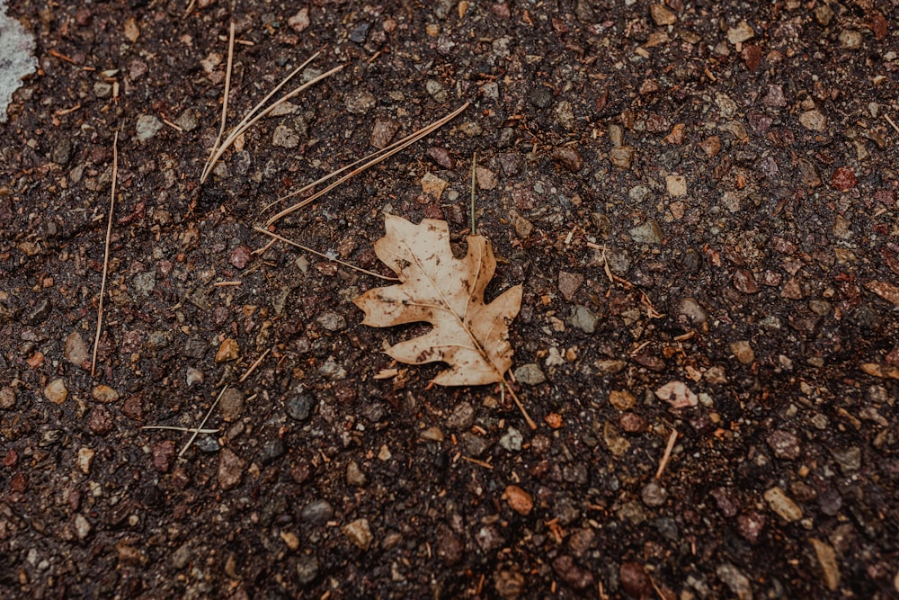 brown maple leaf on brown and black marble surface