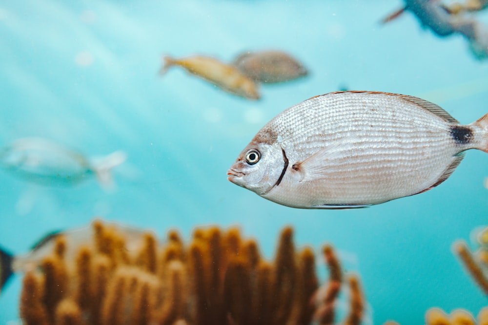 grey and black fish in water