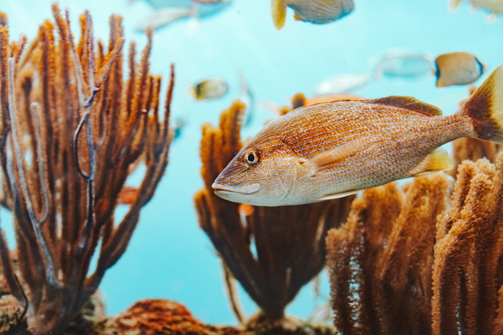 brown fish in body of water