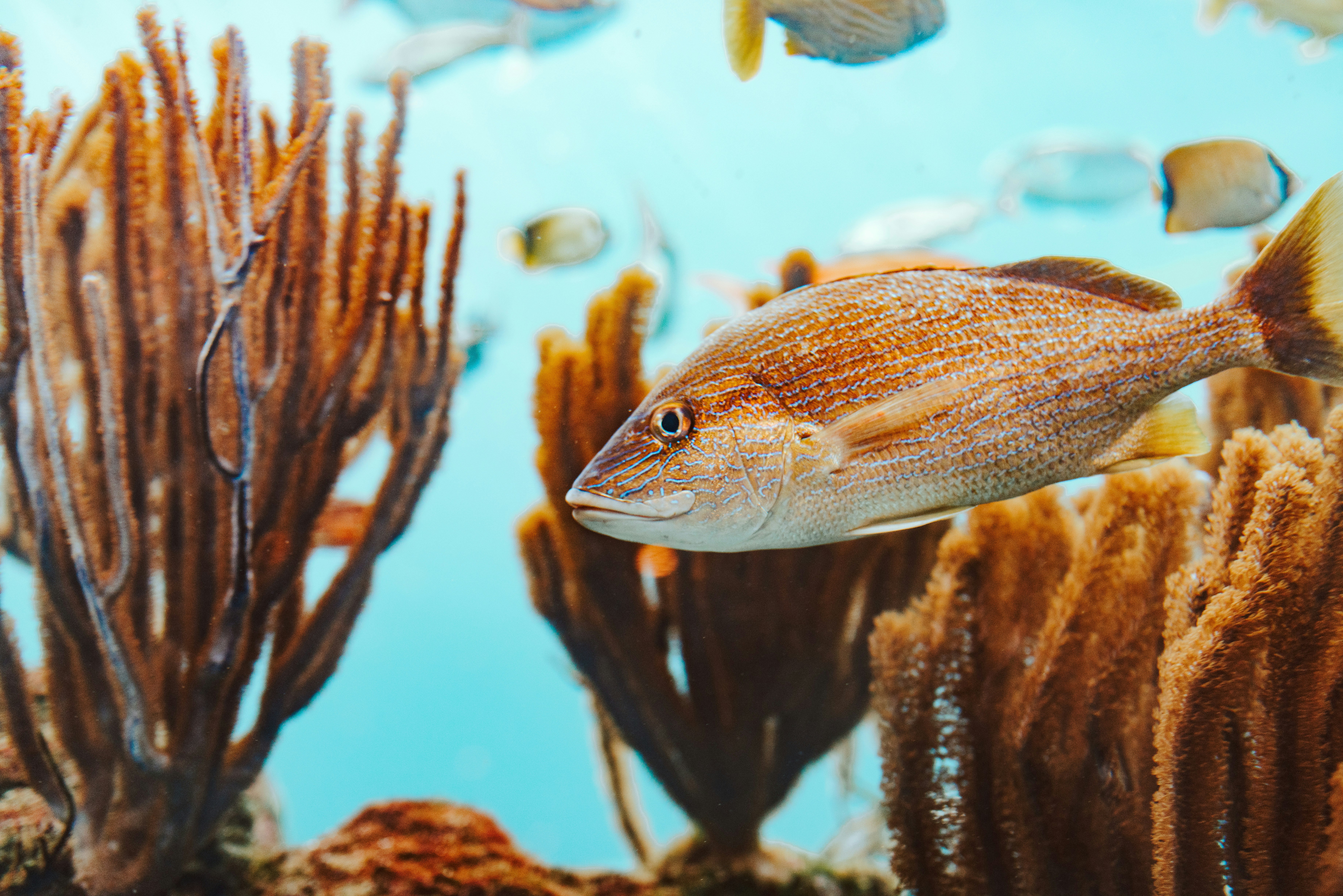 brown fish in body of water