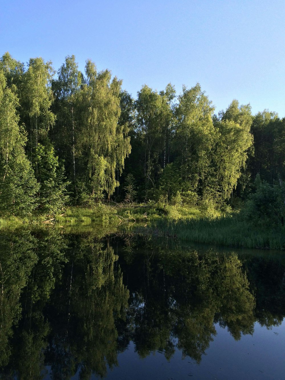 green trees beside river under blue sky during daytime