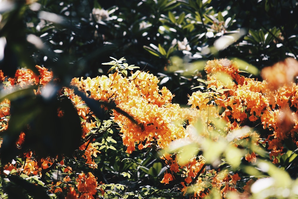 yellow and brown flowers with green leaves