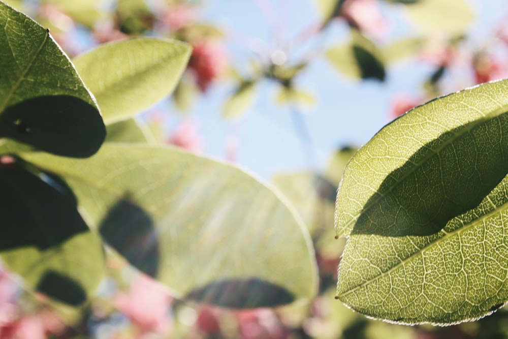 green leaves in tilt shift lens