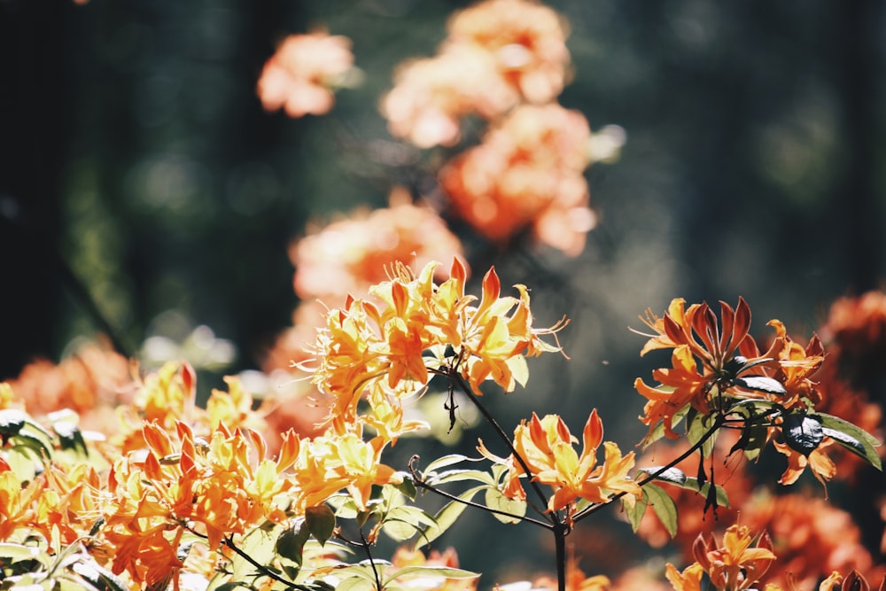 orange flowers in tilt shift lens